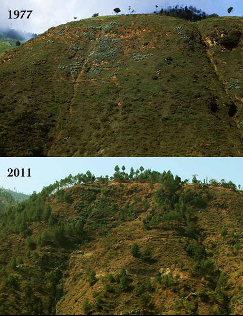 Bewaldung Rossikola, Nepal