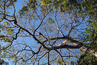 Immer wieder zum Staunen: Baumkrone in Costa Rica.