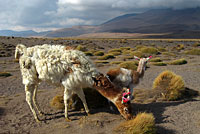 Alpakas, Chile.