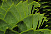 Zweig einer Araukarie (Detailausschnitt). Der Baum wird auch Anden– oder Schuppentanne genannt. Chile.