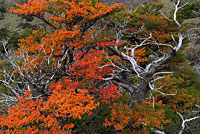 Herbstfarben am Fitz Roy, Patagonien, Argentinien.