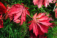 Blätter in Rot.
