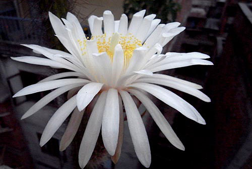 Blüte eines Kaktus, Kathmandu, Nepal.