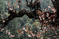 Prunus, Nepal.
