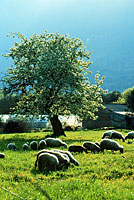Schafe im Morgenlicht, Griechenland.