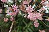 Blüten einer wilden Kirsche, Nepal.