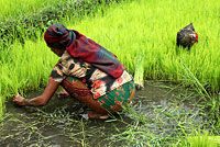 Eine Frau entnimmt Reissetzlinge zum Verpflanzen, Nepal.