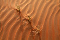 Sandleben I, Oman.