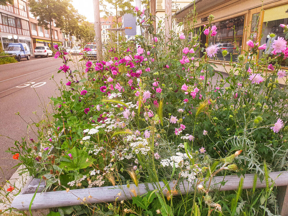 Blumenwiesen in Bern!