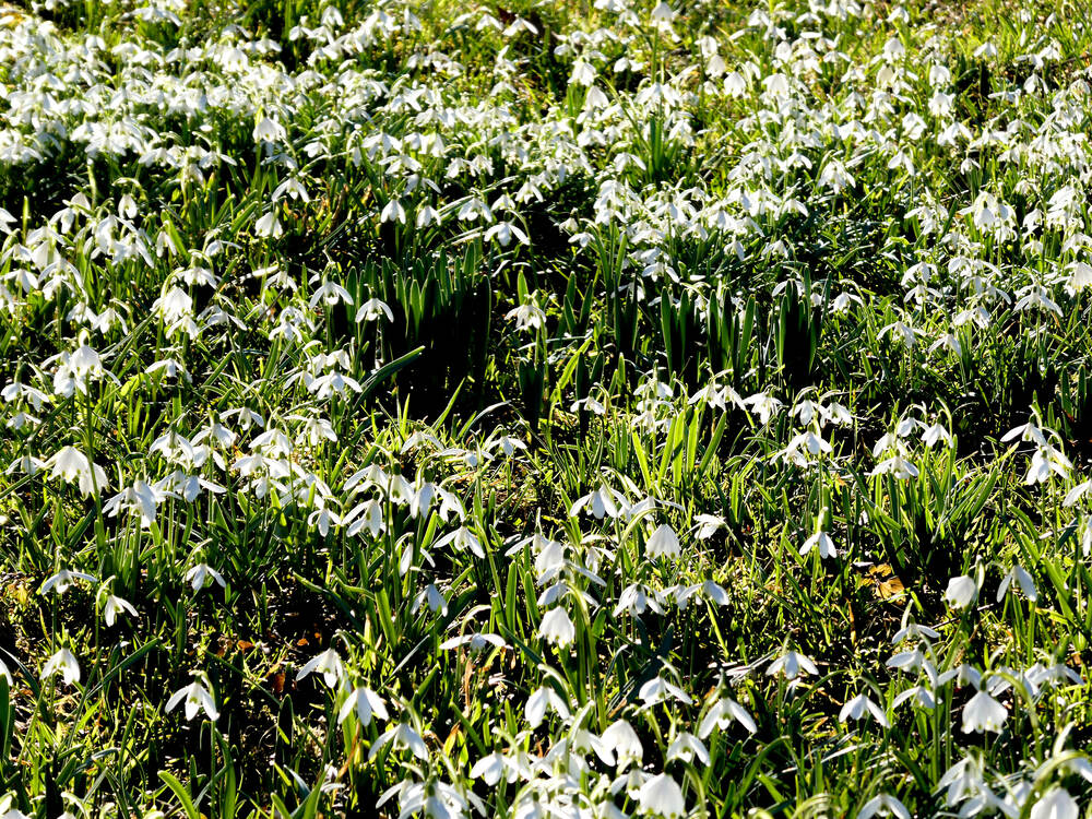 Überschwenglicher Frühling
