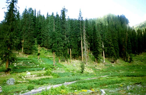 Äcker verdrängen den Wald, Batal, Swat, Pakistan, 2005