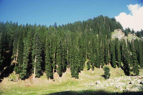 Äcker verdrängen den Wald, Batal, Swat, Pakistan, 1997