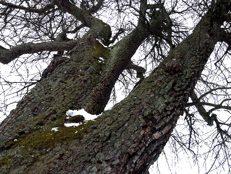 Birnbaum, Schweiz