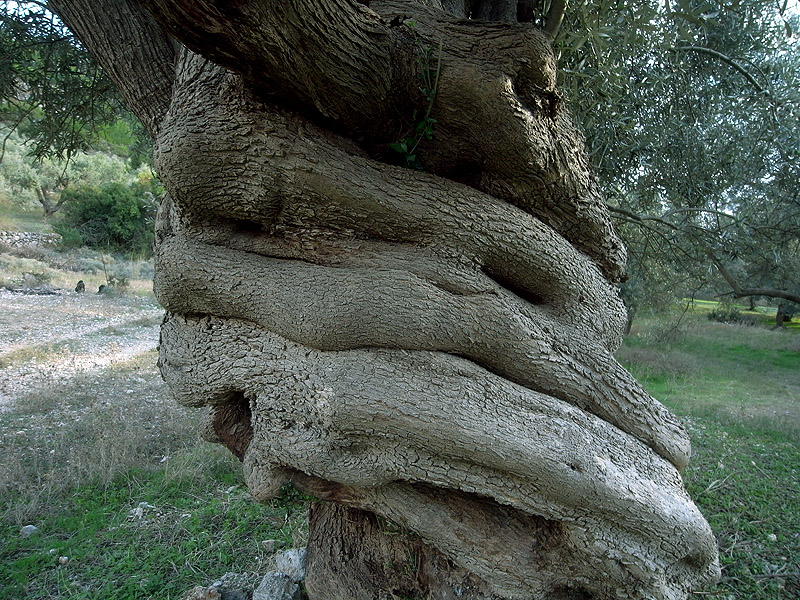 Links drehende Olive, Griechenland