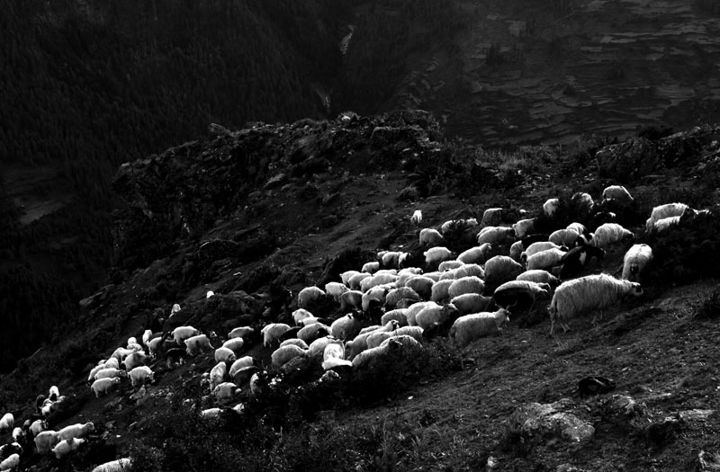 Humla k