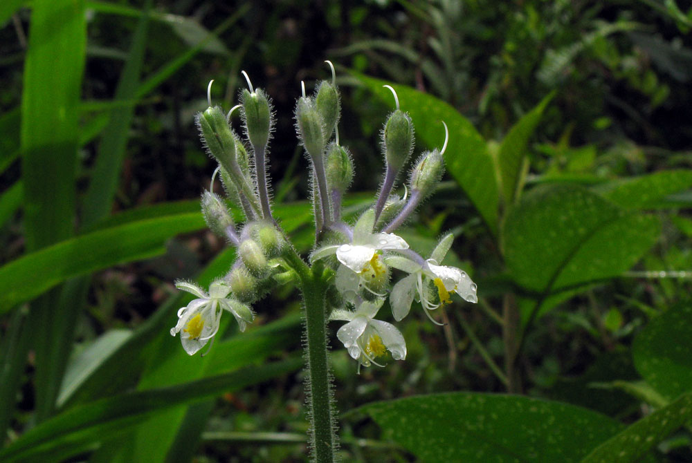 Blüten eines wilden Nachtschattengewächses, Peru.