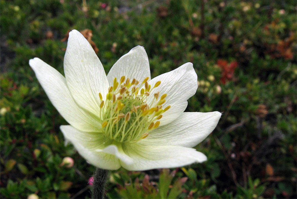 Weisse Anemone als letzte Herbstblume. Patagonien, Chile.