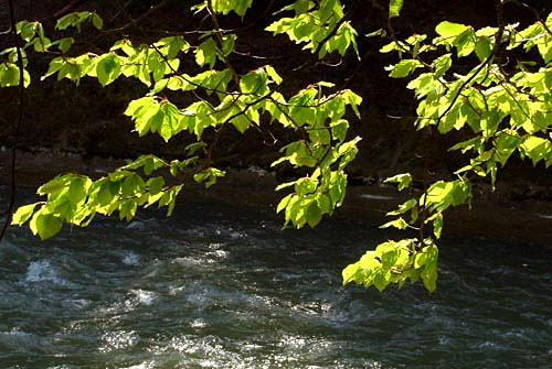 Frühling über der Sense, Schweiz.