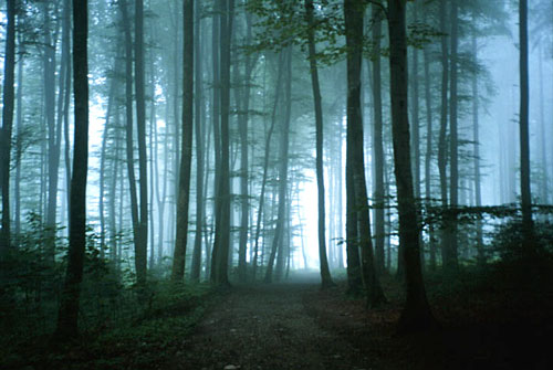 Buchenwald im Nebel, Herzogenbuchsee, Schweiz.