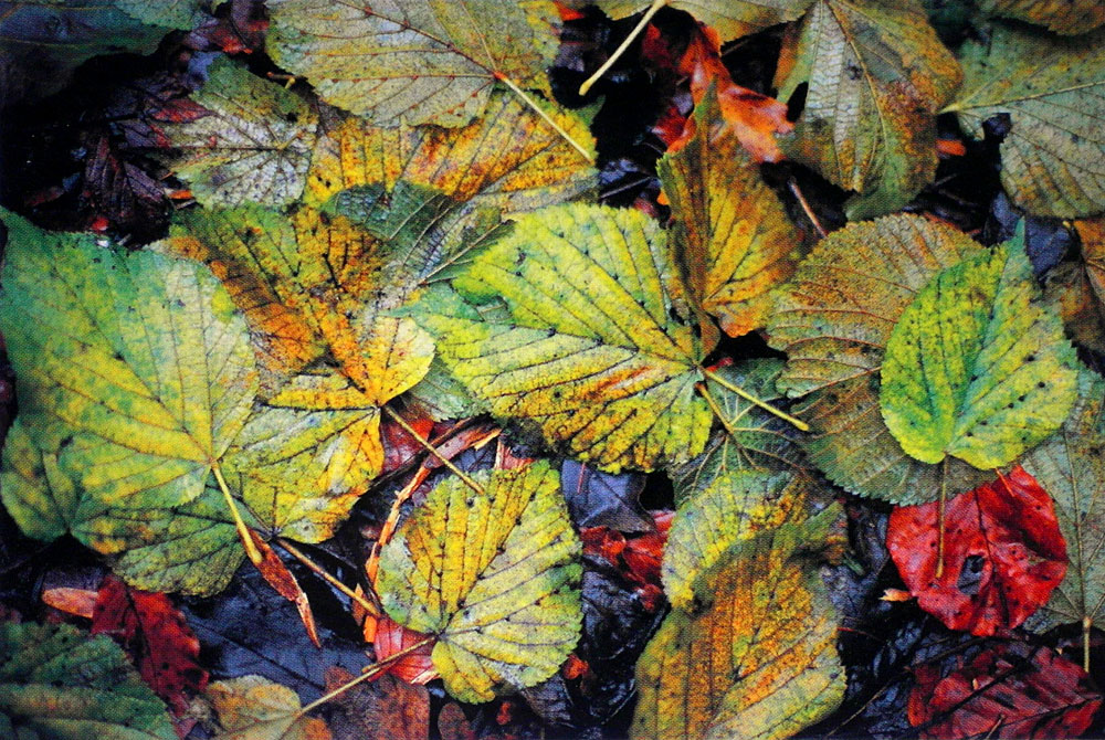 Nasses Herbstlaub, Postkartenserie Herbst.