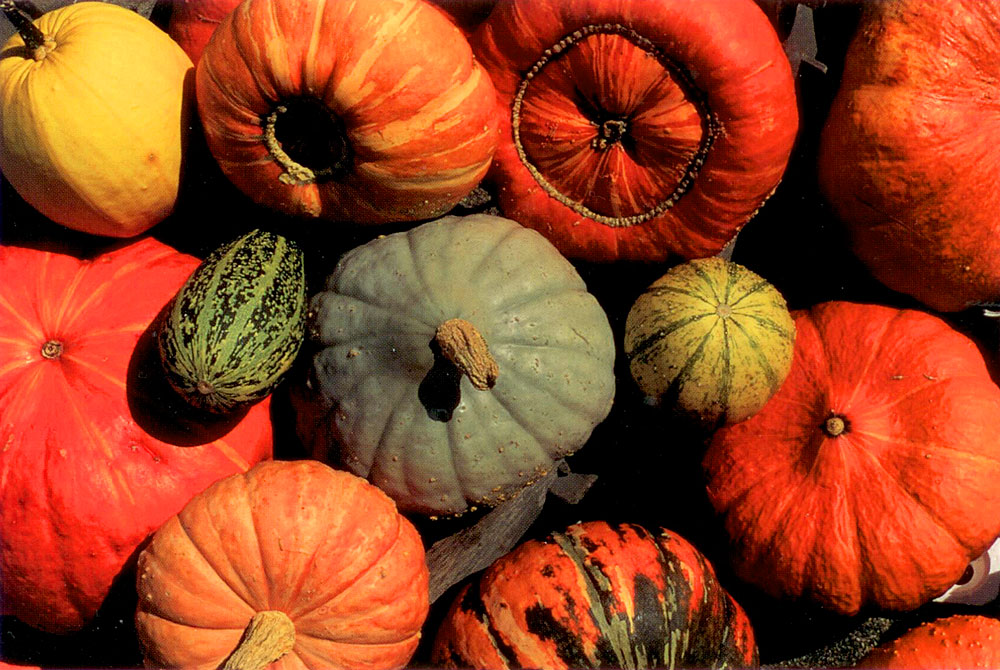 Bunte Kürbisse, Postkartenserie Herbst.