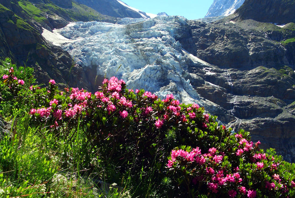 Alpenrosen, Schweiz.